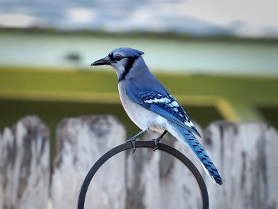 P5134159 - Blue Jay.jpg
