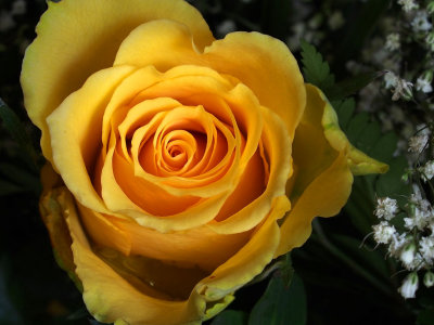 P5134275 - Mothers Day Rose.jpg