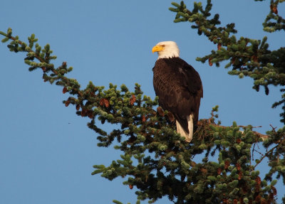 Alaskan Eagle Photos