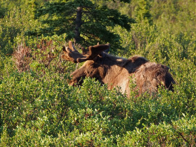 Alaskan Moose Photos