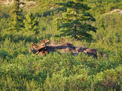 P6204783 - Denali Moose.jpg