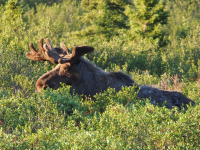 P6204789 - Bullwinkle.jpg