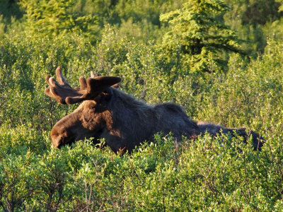 P6204798 - Bull Moose Denali.jpg