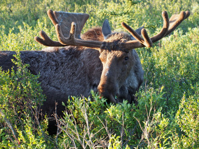 P6204817 - Denali Bull Moose.jpg