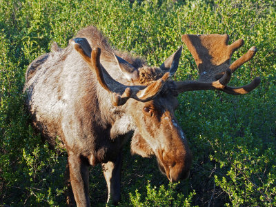 P6204833 - Denali Bull Moose.jpg