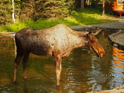 P6286891 - Mrs Moose.jpg