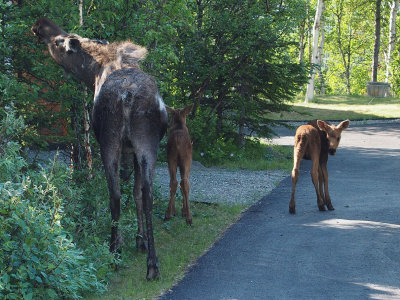 P6205147 - Neighborhood Moose.jpg