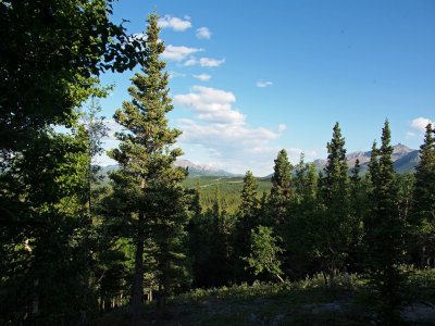 P6194766 - View from our cabin in Healy.jpg