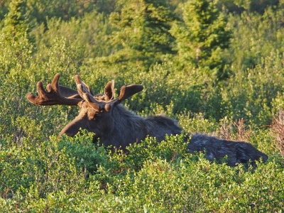 P6204785 - Mr Moose.jpg