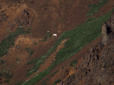 P6204900 - Dall Sheep.jpg