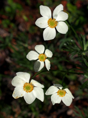 P6204989 - Denali Blossoms.jpg