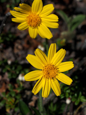P6204990 - Denali Daisy.jpg