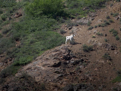 P6205130 - Dall Sheep, Denali.jpg