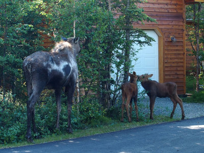 P6205149 - Healy Heights Moose.jpg