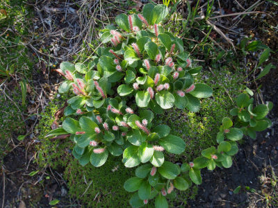 P6215162 - Savage River Loop Flora.jpg