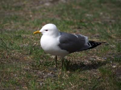 P6215214 - Mew Gull Near Savage River.jpg