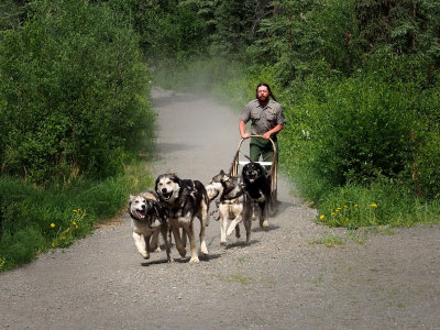 P6215319 - Sled Dog Demonstration, Denali NP.jpg