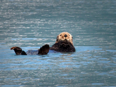 P6255649 - Prince William Sound Sea Otter.jpg