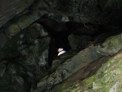 P6255764 - Nesting Horned Puffin, Prince William Sound.jpg