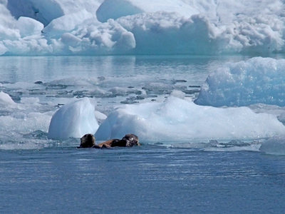 P6255840 - Sea Otters Play Amid the Icebergs.jpg