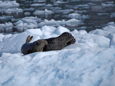 P6255954 - Seals on Ice.jpg