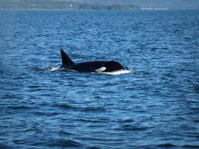 P6256104 - Orca, Prince William Sound.jpg