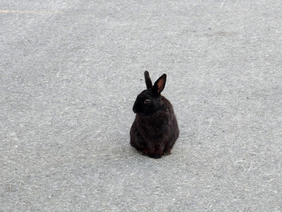P6266203 - Alaskan Rabbit at Valdez Harbor.jpg