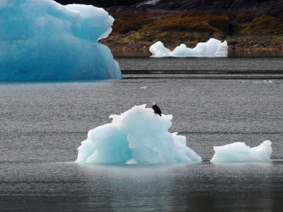 P6266229 - Bald Eagle Riding an Iceberg.jpg