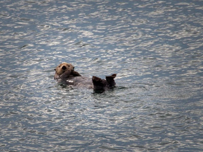 P6266244 - Sea Otter from the Aurora Ferry.jpg