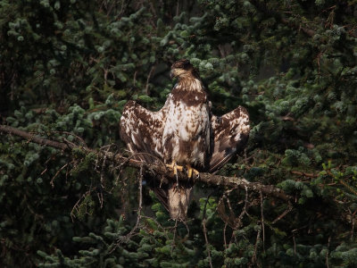 P6276428 - Immature Bald Eagle, Seward.jpg