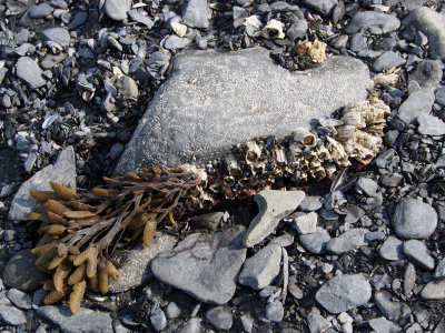 P6276453 - Attachements at Resurrection Bay.jpg