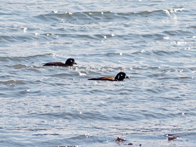 P6276454 - Harliquin Ducks Take an Early Morning Swim.jpg