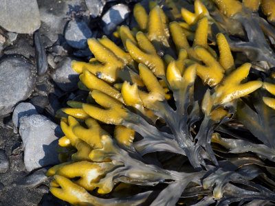 P6276497 - Sea Life at Low Tide.jpg
