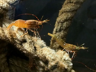 P6286649 - Playful Shrimp.jpg