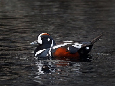 P6286702 - Harlequin Duck.jpg