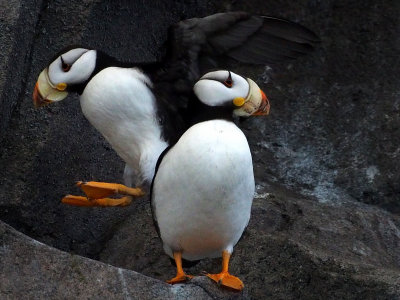 P6286757 - Leaping Puffin.jpg