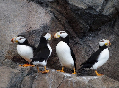 P6286771 - Horned Puffins.jpg
