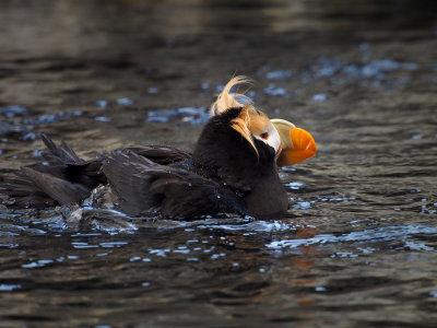 P6286779 - Tufted Puffin.jpg