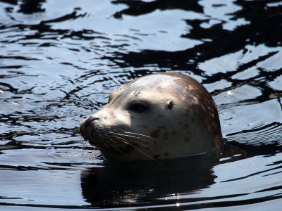 P6286792 - Harbor Seal, Sea Life Center, Seward.jpg