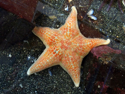 P6286795 - Star Fish, Sea Life Center, Seward.jpg