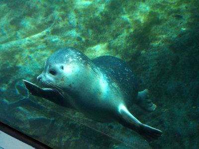 P6286798 - Young Harbor Seal, Sea Life Center, Seward.jpg