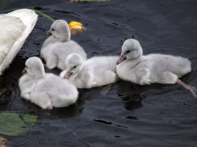 P6286835 - Baby Trumpeter Swans.jpg