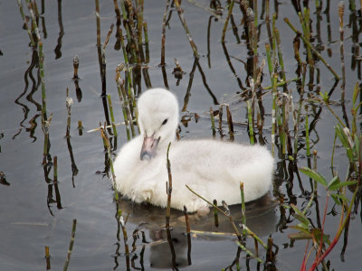 P6286866 - Baby Trumpeter Swan.jpg