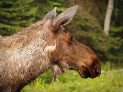 June 26-27, Seward to Soldotna