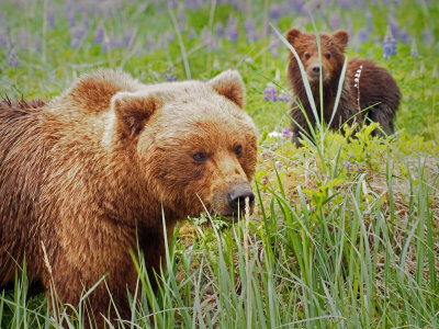 P6297648 - Momma and Cub.jpg