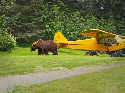 P6297681 - Plane Ol Bears.jpg