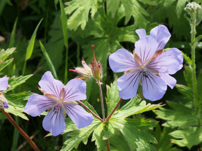 P6307885 - Cuckoo Flowers in Ninilchik, AK.jpg