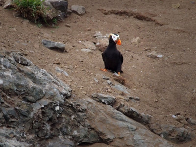 P6308313 - Tufted Puffin on Bird Island at Halibut Cove.jpg