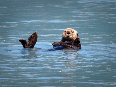 P6255645 - Playful Sea Otter.jpg