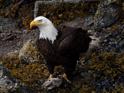 P6308429 - Halibut Cove Eagle.jpg